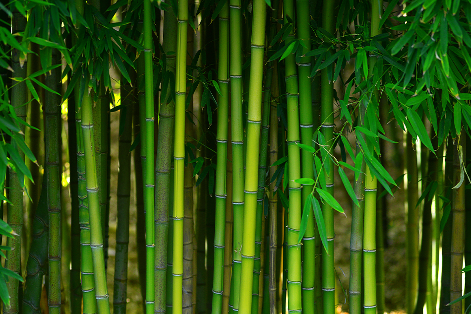 Bamboo & Coffee - What Do They Have to Do With Great Skincare?